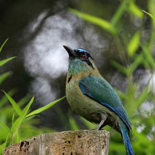 Jalisco posee la mitad de variedades de aves del país