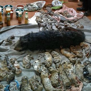 Policía tailandesa investiga el 'Templo del Tigre' en Tailandia