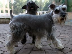 El sobrepeso se ha convertido en una problemática por las consecuencias en la salud, pues provoca enfermedades cardiovasculares. NTX / ARCHIVO