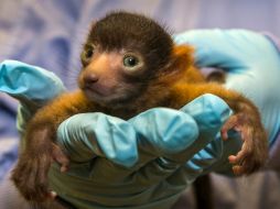 El lémur recién nacido pesa más de 17 gramos. AP / K. Bohn