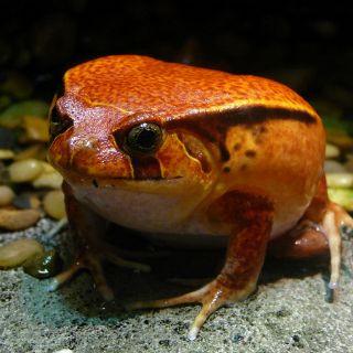 Estudiantes descubren dos nuevas especies de rana en Ecuador