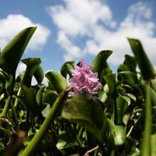 México refrenda compromiso con el Medio Ambiente