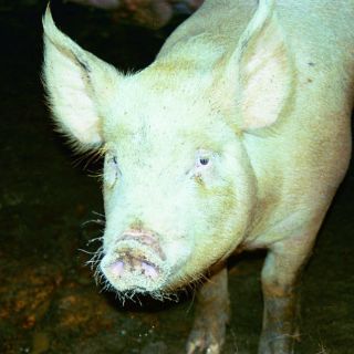 Científicos en EU buscan crear órganos humanos en cerdos