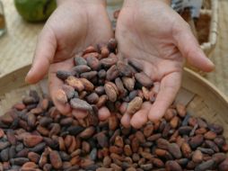 Aseguran que los mexicanos prefieren el chocolate nacional por encima de cualquier otro. EFE / ARCHIVO