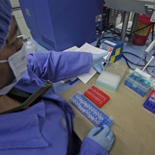 Opioides regulan la formación de los espermatozoides: estudio