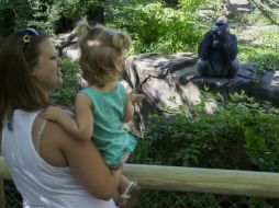 El director del recinto, Thane Maynard, dijo que la exhibición de gorilas nunca había tenido problemas en 38 años. AP / J. Minchillo