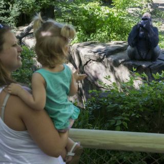 Zoológico reabre sección donde niño cayó en jaula de gorila