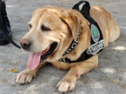 ''Amir'' es el primer perro policía en retirarse en activo en Yucatán. YOUTUBE / @fgeyucatan