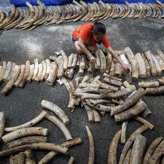 Aduanas francesas han asegurado más de 350 kilos de marfil