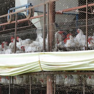 Sacrifican 40 mil pollos en Taiwán por brote de gripe aviar