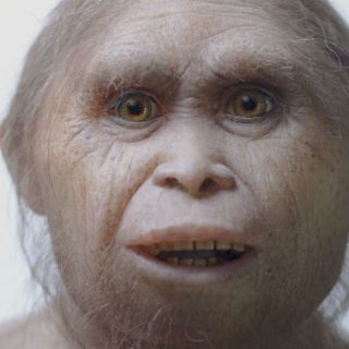 Descubren probable antepasado del hombre de Flores