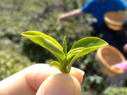 La epigalocatequina galato, el compuesto del té verde, consigue que las proteínas vuelvan a niveles normales. EFE / ARCHIVO