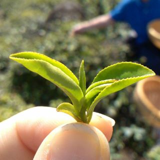 Té verde mejora habilidades cognitivas en personas con Síndrome de Down