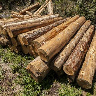 Detienen a ocho en Xochimilco por tala ilegal de 130 árboles