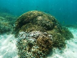 La idea es conseguir una nueva perspectiva de los arrecifes de coral desde arriba, para estudiarlos en una escala mayor. AP / J. Jones