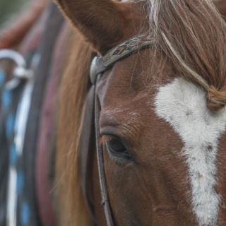 Equinoterapia, una opción para parejas