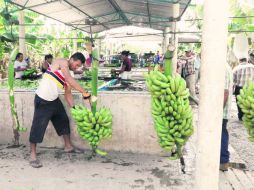 El Gobierno ayudó al empresario tras el paso de Patricia; ahora produce 300 toneladas de plátanos a la semana. EL INFORMADOR / G. Jáuregui