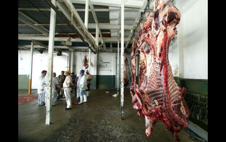 Durante un operativo, autoridades detectaron que ocho de 12 reses analizadas tienen rastros de clembuterol. EL INFORMADOR / ARCHIVO