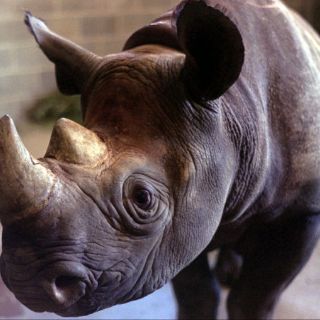 India refuerza protección a rinocerontes