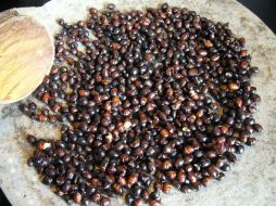 Estas hormigas grandes se comen asadas con limón y sal, y se sirven antes del plato fuerte en algunas zonas. NTX /