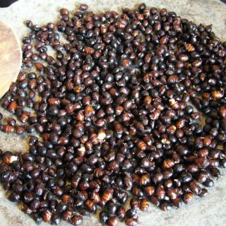 Hormigas gigantes, plato exótico típico de Guatemala