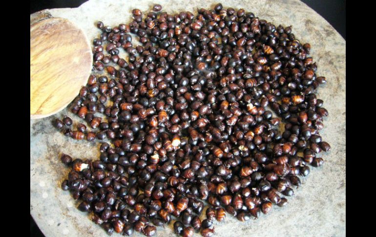 Estas hormigas grandes se comen asadas con limón y sal, y se sirven antes del plato fuerte en algunas zonas. NTX /