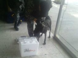 El can de raza pastor holandés de nombre 'Lola' inspecciona el contenido de la hielera y detecta la droga. EL INFORMADOR / ESPECIAL