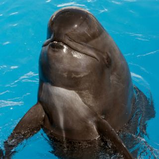 Muere ballena de espectáculo de SeaWorld en San Diego