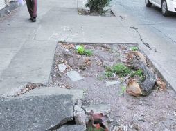 En la Avenida Colón quedan los restos de un árbol que cayó y causó la muerte de una mujer en marzo pasado. EL INFORMADOR / ARCHIVO