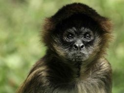 Confirman que el mono araña se encuentra en las categorías de mayor riesgo de las especies amenazadas. EFE / ARCHIVO