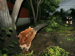 Entre los daños registrados están la caída de árboles en distintos puntos. EL INFORMADOR / ARCHIVO