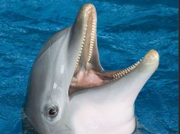 El Acuario Nacional dejó de celebrar espectáculos con delfines en 2012, los clásicos shows para divertir al público. ESPECIAL / www.aqua.org