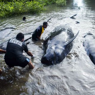 Más de 30 ballenas quedan varadas en playa de Indonesia