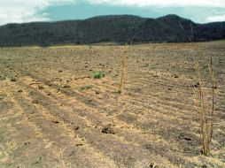 Las zonas más vulnerables a la desertificación se ubican en Chihuahua, Coahuila, Sinaloa, Jalisco y Sonora. NTX / ARCHIVO