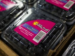Las fresas, arándanos, frambuesas, zarzamoras y moras, fueron los principales productos exportados del sector de vegetales. EL INFORMADOR / ARCHIVO