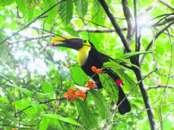 Belleza animal. Un delicioso bocado para este Tucán (Ramphastos swainsonii). EL INFORMADOR / P. Fernández Somellera
