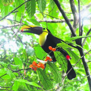 Lo rico de Costa Rica