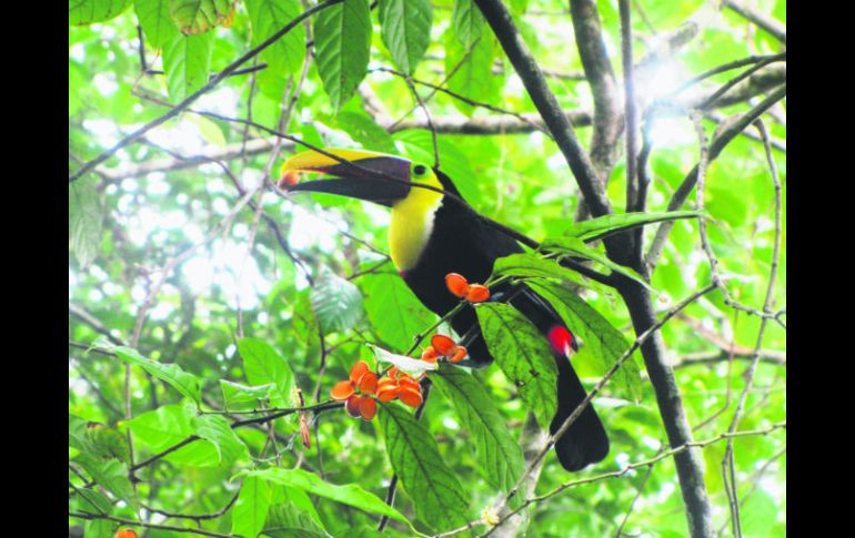 Belleza animal. Un delicioso bocado para este Tucán (Ramphastos swainsonii). EL INFORMADOR / P. Fernández Somellera