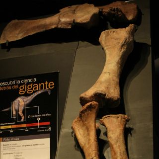 Trelew, la ciudad que 'resucitó' al dinosaurio más grande del mundo