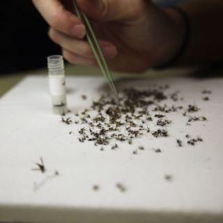 EU aprueba vacuna experimental del zika en humanos