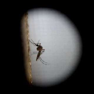 Salud reporta 135 embarazadas con zika en el país