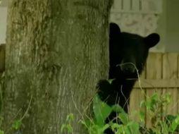 El oso será devuelto a su hábitat natural. YOUTUBE / WFLA News Channel 8