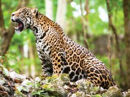 Le dan muerte con disparos de armas de fuego luego de que los dardos tranquilizantes no hicieran efecto. NTX / ARCHIVO