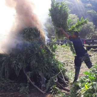Destruyen más de 29 mil plantas de mariguana en Tequila