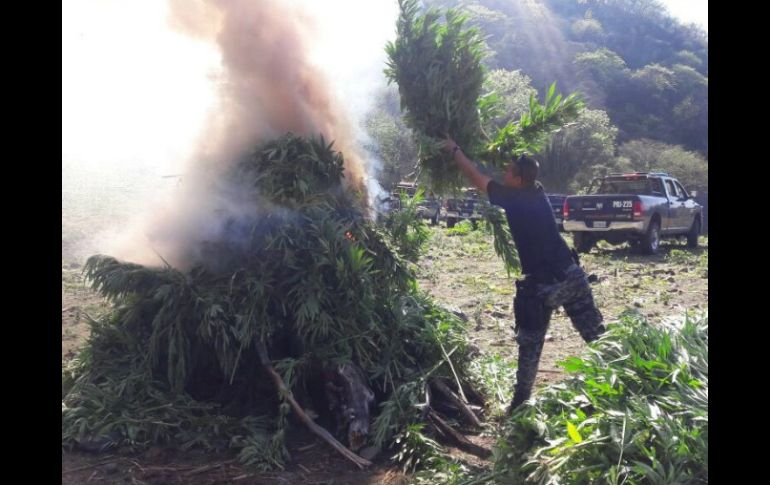 Las plantas de mariguana tenían una altura de entre 50 centímetros y 1.80 metros. TWITTER / @FiscaliaJal
