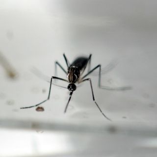 Descubren anticuerpos que 'neutralizan' el virus del zika