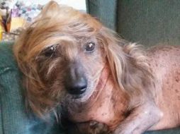 Himisaboo es una mezcla de perro salchicha con Xoloitzcuintle. ESPECIAL / www.sonoma-marinfair.org