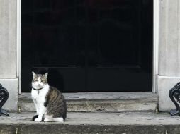 Larry, el gato de Downing Street, permanece en la entrada del número 10. EFE / F. Arrizabalaga