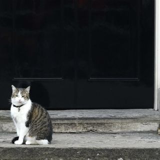 Larry el gato roba cámara a David Cameron