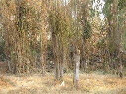 Controlar la expansión del parásito se vuelve difícil, pues sus semillas son esparcidas por los pájaros. ESPECIAL /